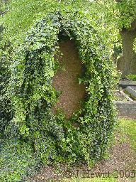 Image of an historic gravestone, obscured and damaged by ivy
